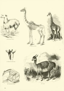 Seite aus dem Bildmuseum der belebten Natur