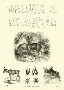 Seite aus dem Bildmuseum der belebten Natur von English School