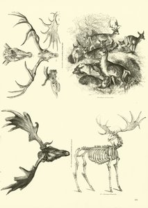 Seite aus dem Bildmuseum der belebten Natur von English School