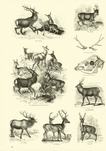 Seite aus dem Bildmuseum der belebten Natur