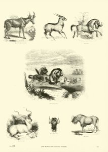 Seite aus dem Bildmuseum der belebten Natur von English School