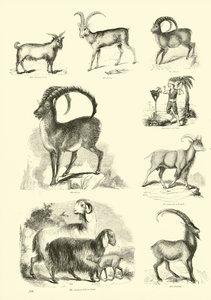 Seite aus dem Bildmuseum der belebten Natur von English School