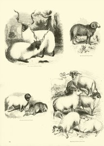 Seite aus dem Bildmuseum der belebten Natur von English School