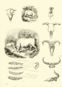 Seite aus dem Bildmuseum der belebten Natur