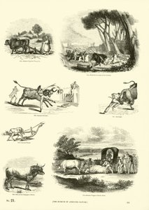 Seite aus dem Bildmuseum der belebten Natur von English School