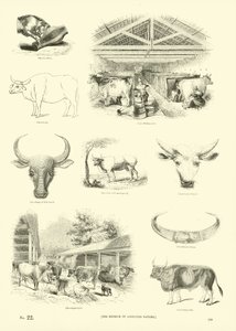 Seite aus dem Bildmuseum der belebten Natur