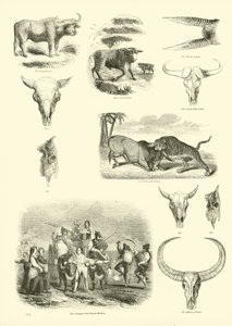 Seite aus dem Bildmuseum der belebten Natur
