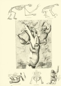Seite aus dem Bildmuseum der belebten Natur