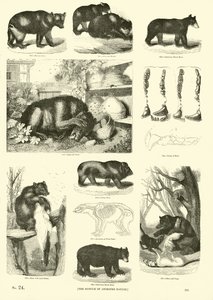 Seite aus dem Bildmuseum der belebten Natur