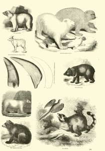 Seite aus dem Bildmuseum der belebten Natur von English School