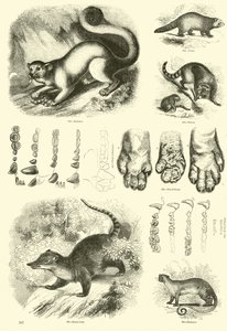 Seite aus dem Bildmuseum der belebten Natur von English School