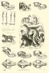 Seite aus dem Bildmuseum der belebten Natur von English School