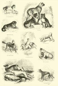 Seite aus dem Bildmuseum der belebten Natur von English School