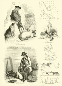 Seite aus dem Bildmuseum der belebten Natur von English School