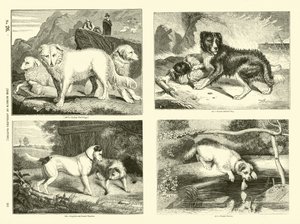 Seite aus dem Bildmuseum der belebten Natur
