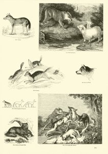 Seite aus dem Bildmuseum der belebten Natur von English School