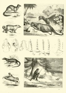 Seite aus dem Bildmuseum der belebten Natur