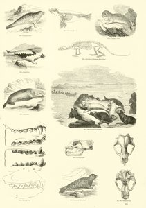 Seite aus dem Bildmuseum der belebten Natur
