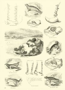 Seite aus dem Bildmuseum der belebten Natur von English School