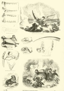 Seite aus dem Bildmuseum der belebten Natur von English School