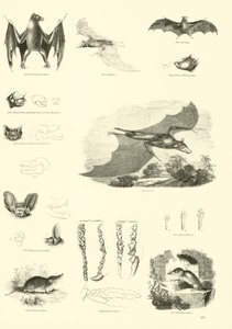 Seite aus dem Bildmuseum der belebten Natur von English School