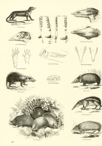Seite aus dem Bildmuseum der belebten Natur