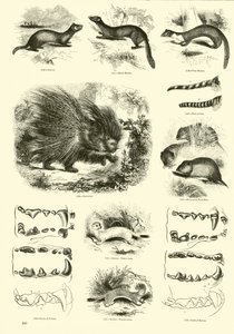 Seite aus dem Bildmuseum der belebten Natur von English School