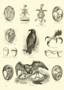 Seite aus dem Bildmuseum der belebten Natur