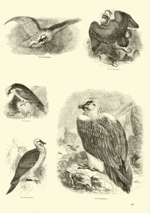 Seite aus dem Bildmuseum der belebten Natur von English School