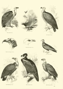 Seite aus dem Bildmuseum der belebten Natur von English School