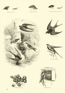 Seite aus dem Bildmuseum der belebten Natur