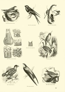 Seite aus dem Bildmuseum der belebten Natur von English School
