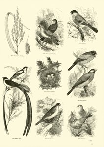 Seite aus dem Bildmuseum der belebten Natur von English School