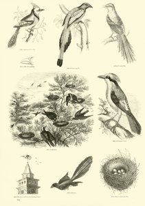 Seite aus dem Bildmuseum der belebten Natur