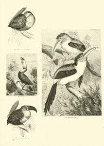 Seite aus dem Bildmuseum der belebten Natur