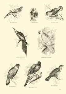 Seite aus dem Bildmuseum der belebten Natur von English School