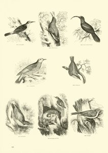 Seite aus dem Bildmuseum der belebten Natur