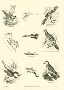 Seite aus dem Bildmuseum der belebten Natur von English School