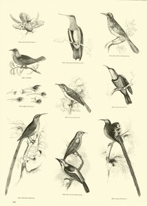 Seite aus dem Bildmuseum der belebten Natur von English School