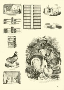 Seite aus dem Bildmuseum der belebten Natur von English School