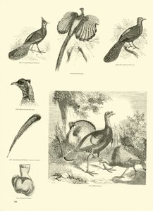 Seite aus dem Bildmuseum der belebten Natur von English School