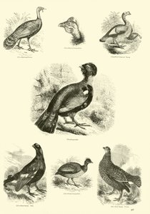 Seite aus dem Bildmuseum der belebten Natur