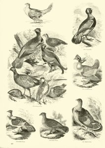 Seite aus dem Bildmuseum der belebten Natur
