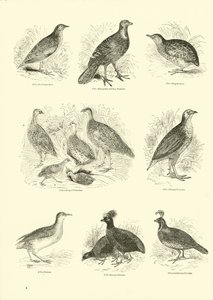 Seite aus dem Bildmuseum der belebten Natur