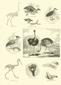 Seite aus dem Bildmuseum der belebten Natur von English School