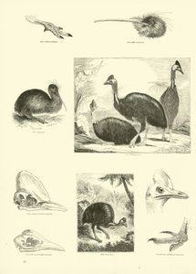 Seite aus dem Bildmuseum der belebten Natur von English School
