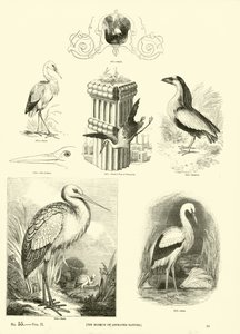 Seite aus dem Bildmuseum der belebten Natur