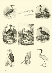 Seite aus dem Bildmuseum der belebten Natur