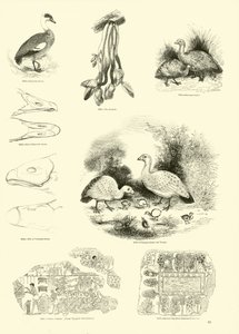 Seite aus dem Bildmuseum der belebten Natur von English School