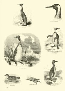 Seite aus dem Bildmuseum der belebten Natur von English School